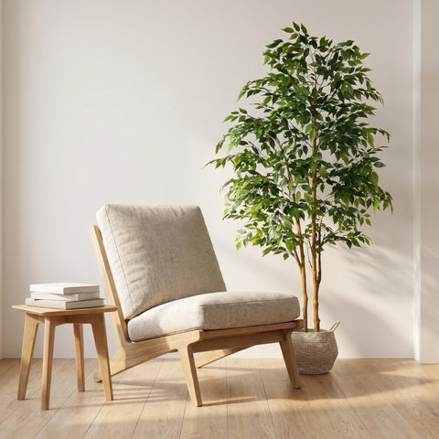 Warmplants ficus tree beside sofa showing scale and room-proportion benefit