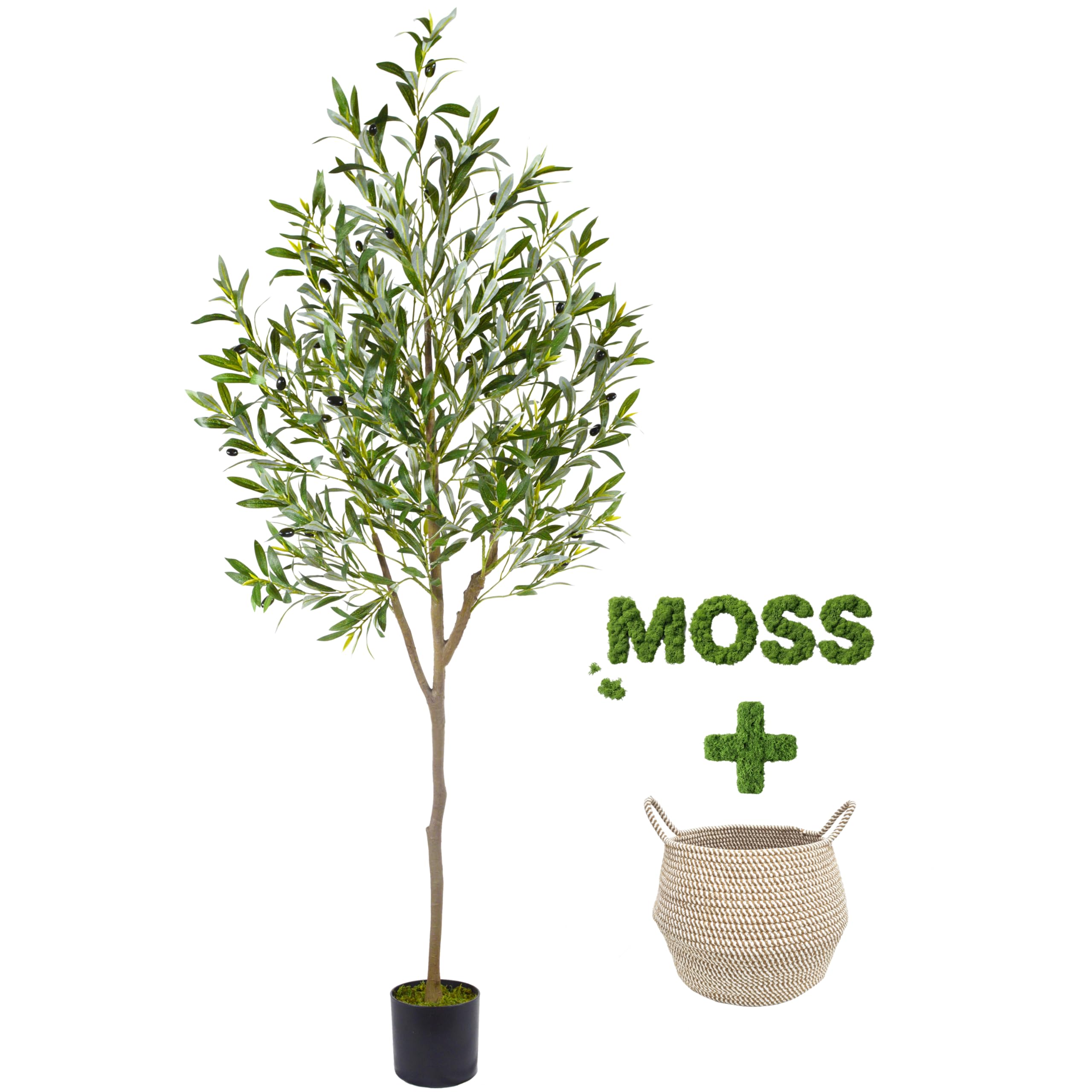 Warmplants olive tree front view adds instant greenery and focal impact