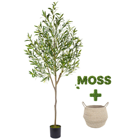 Warmplants olive tree front view adds instant greenery and focal impact