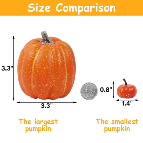 winemana pumpkin beside ruler showing size options for planning displays