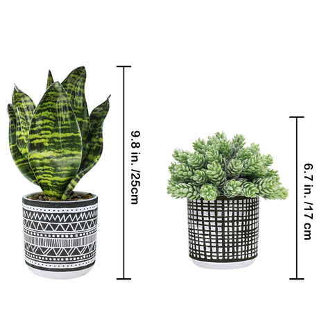 Winlyn close-up string of pearls succulent highlighting realistic trailing texture benefit