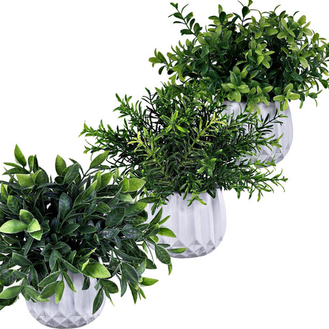 Winlyn trio on a desk beside laptop providing easy, maintenance-free greenery