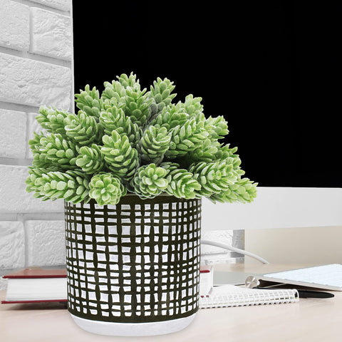 Winlyn staged windowsill display demonstrating space-saving greenery benefit