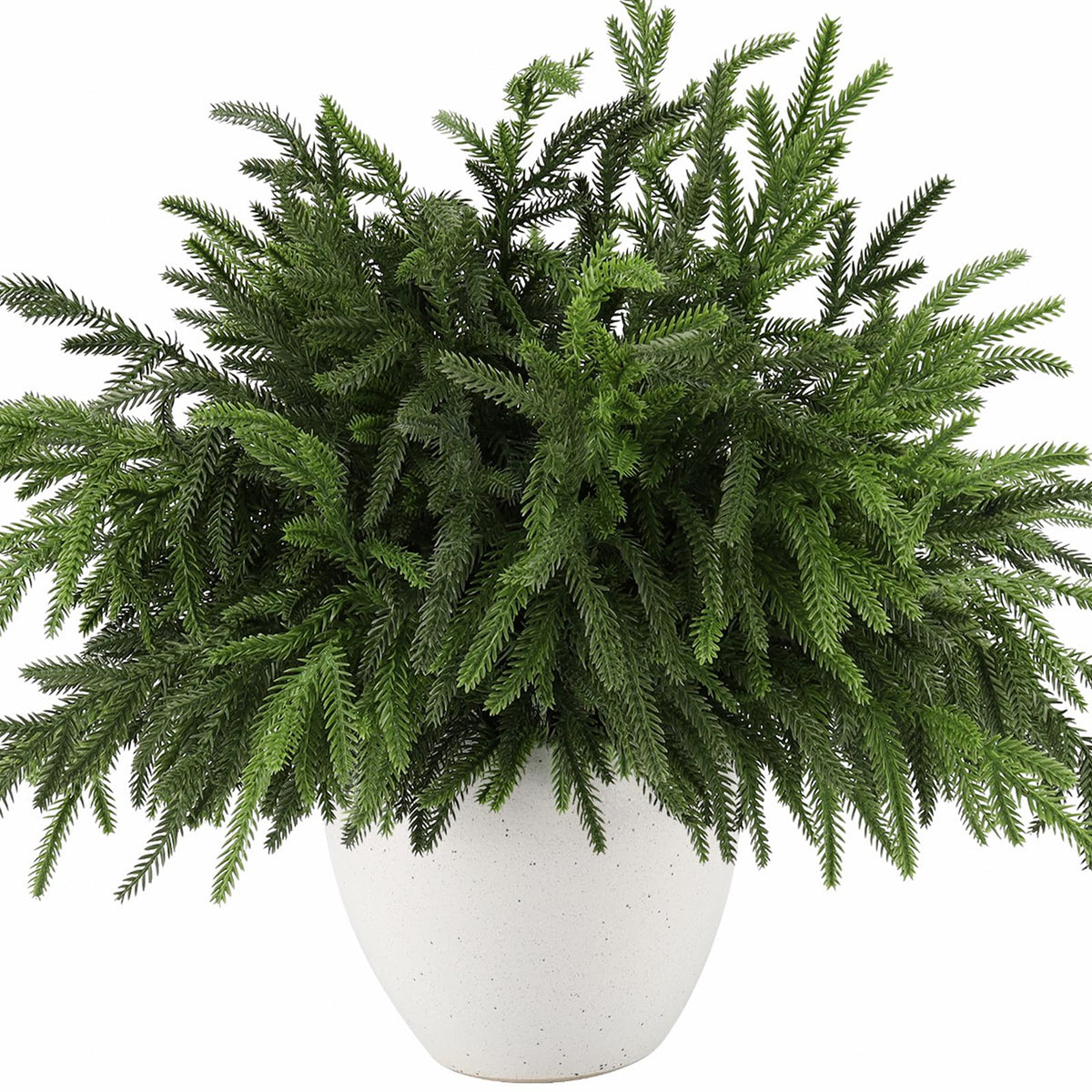 Wsorik front view of bundled Norfolk pine branches showing full set benefit