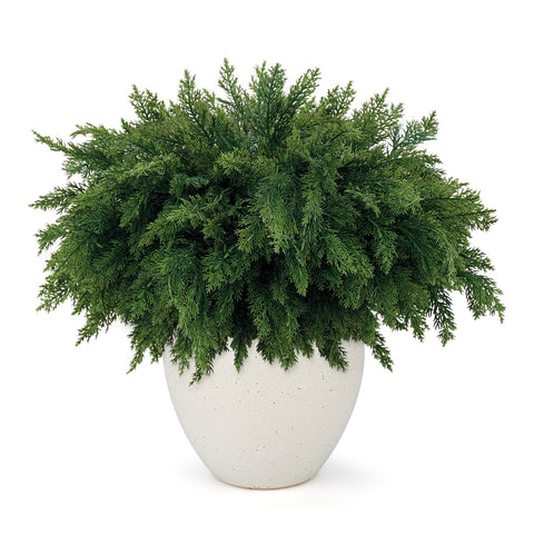 Wsorik stems in vase showing full evergreen look and easy styling