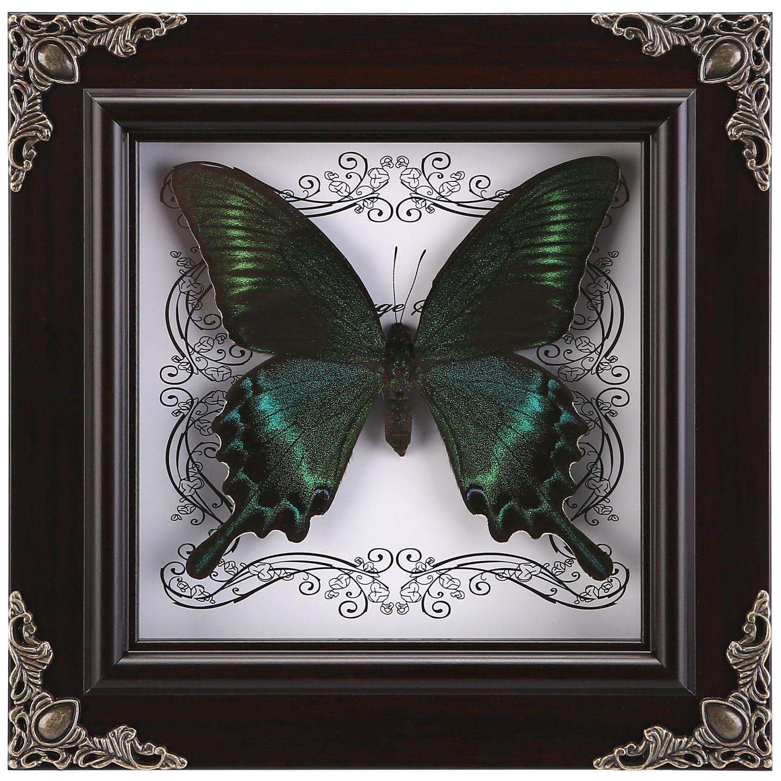 WTUAWB framed Green-Banded Queen butterfly front view showing authentic detail and mood