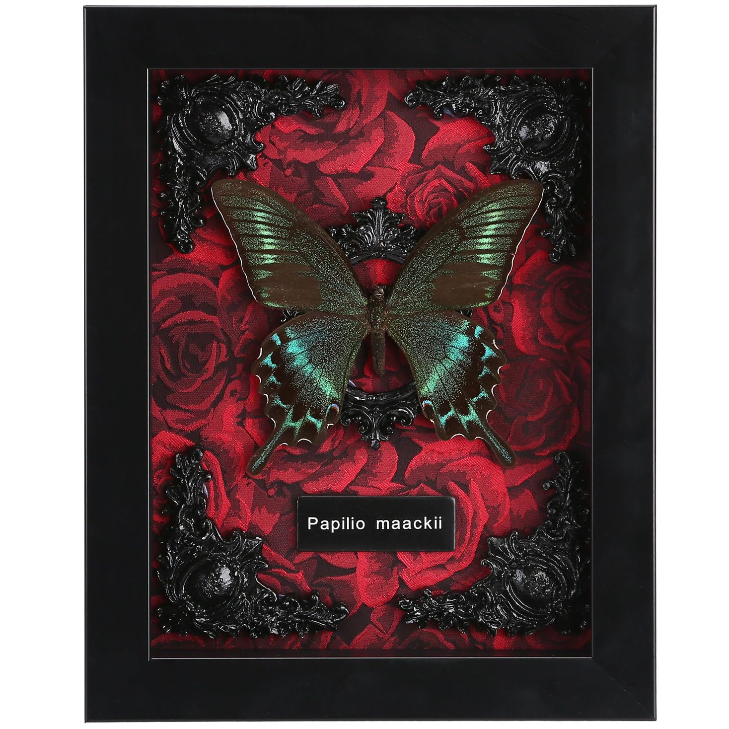 WTUAWB front view of Alpine Black Swallowtail in red shadow box, vibrant display benefit