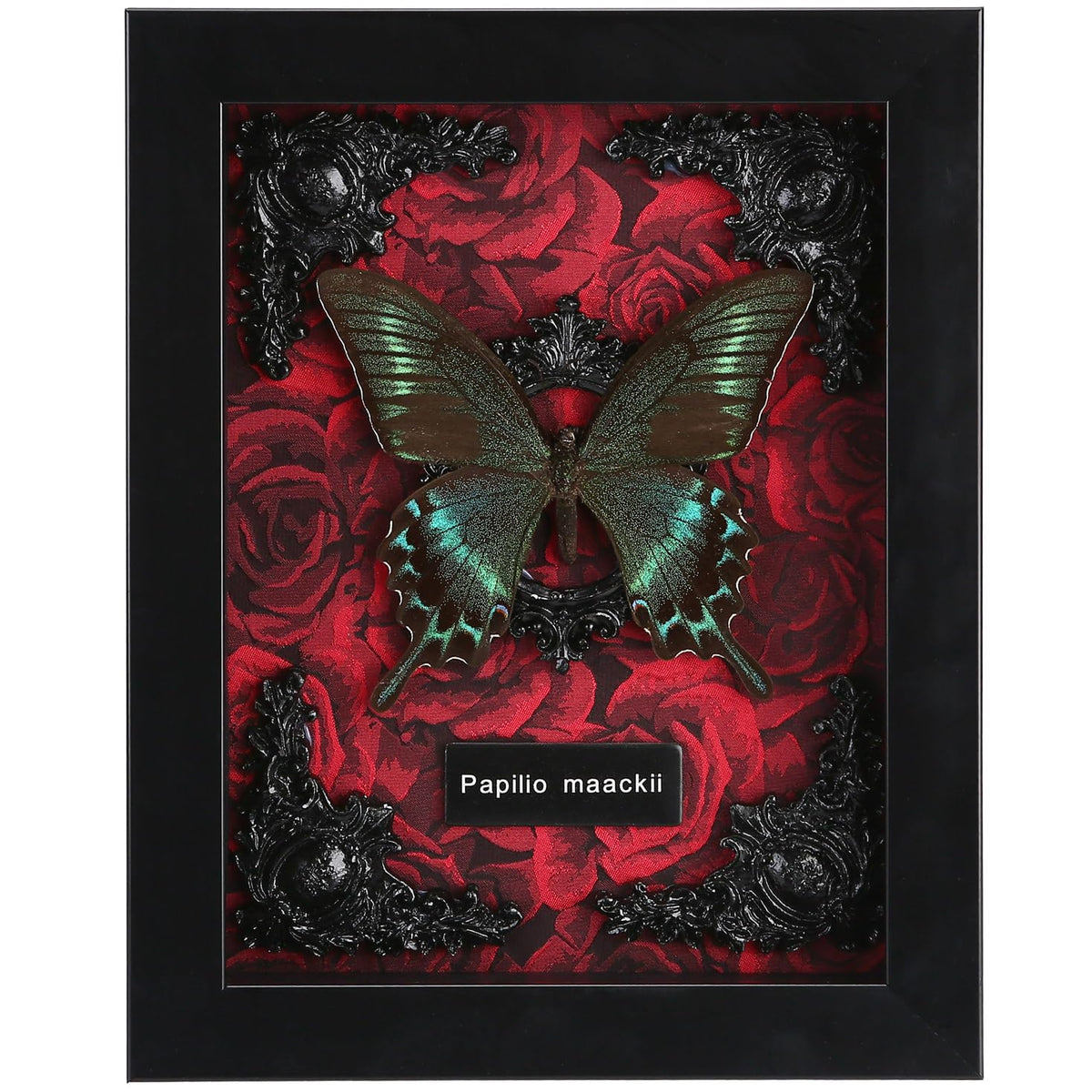 WTUAWB front view of Alpine Black Swallowtail in red shadow box, vibrant display benefit