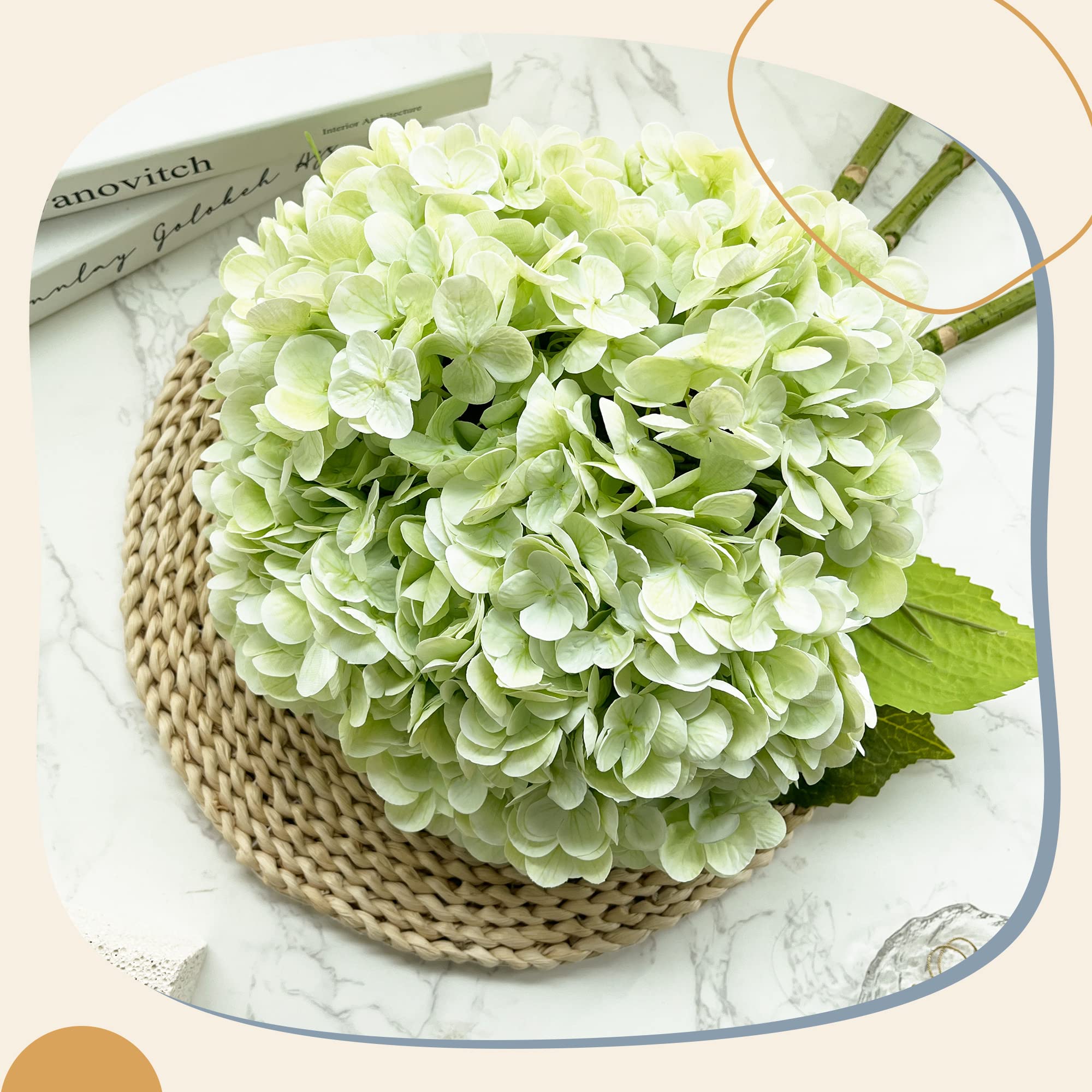 Yatim hydrangea next to ruler demonstrating 21-inch length and scale