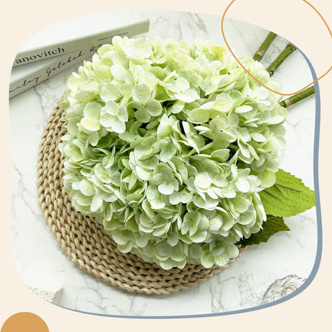 Yatim hydrangea next to ruler demonstrating 21-inch length and scale