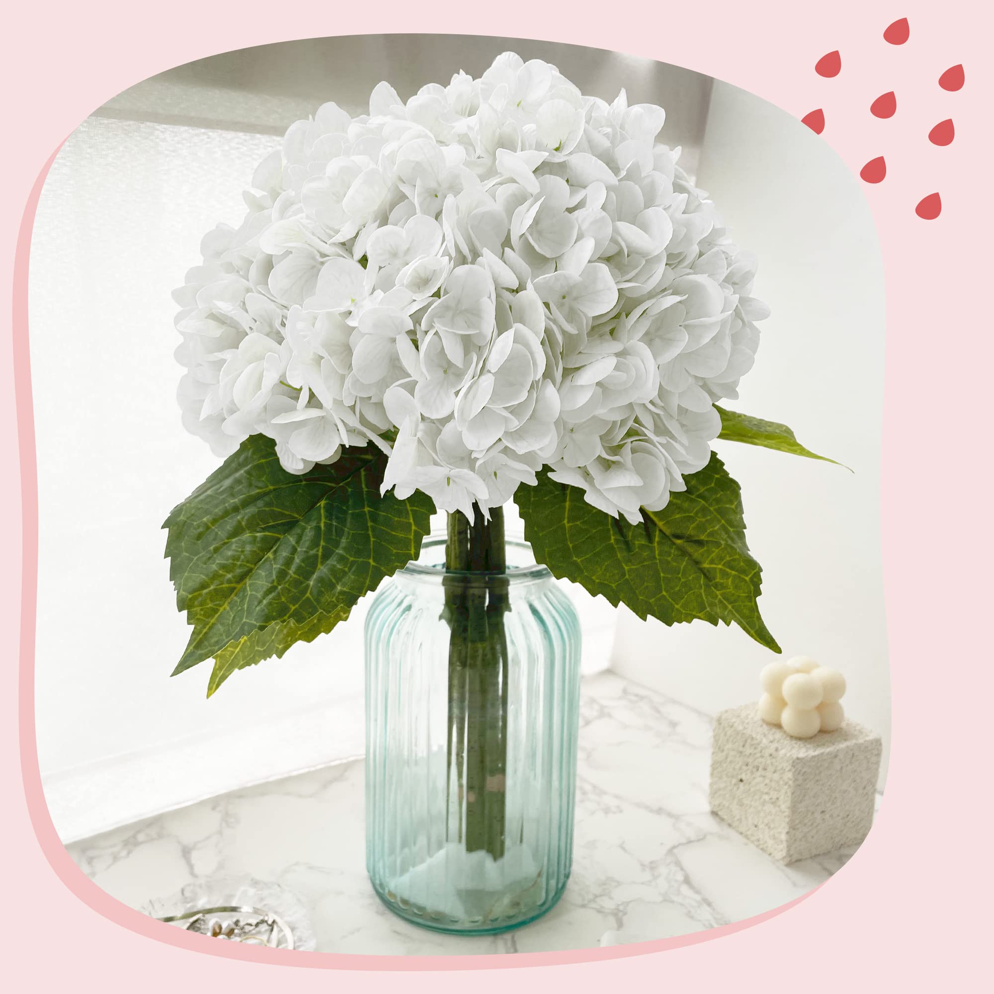 Yatim hydrangea next to ruler showing 21 inch length for size clarity