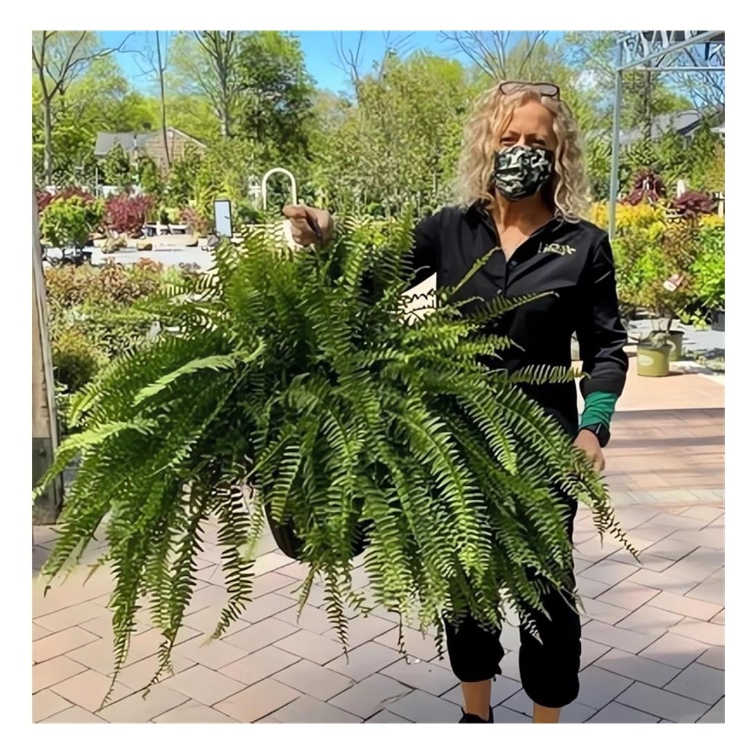 YTCPMHEA artificial Boston fern front view showing full lush foliage and curb appeal