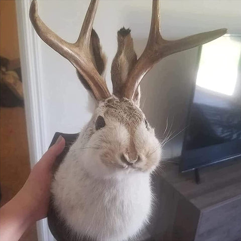 YXMKJOS jackalope mounted in living room adding vintage character