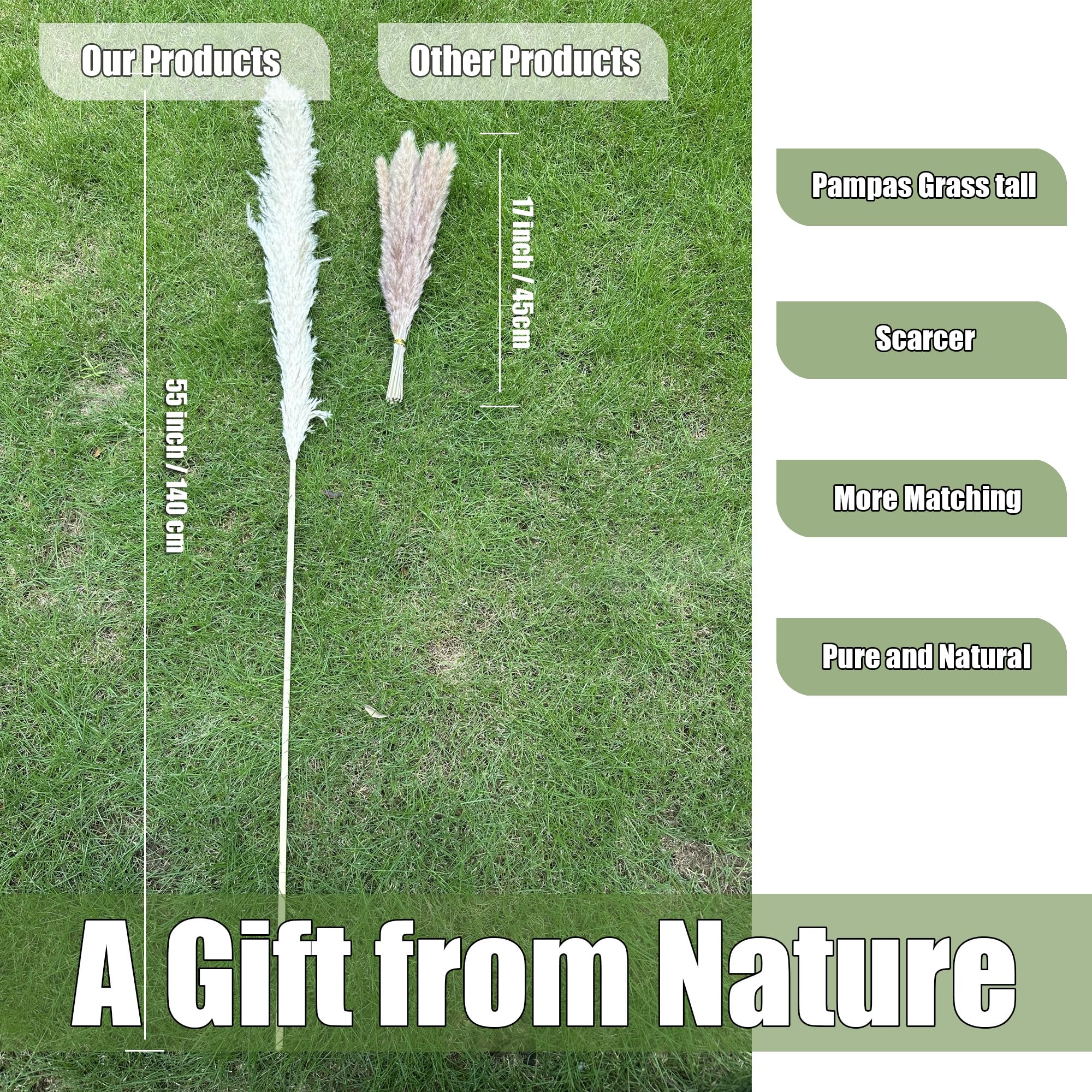 Zephynar pampas grass arranged in floor vase benefit: adds height and visual balance