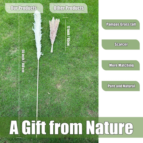 Zephynar pampas grass arranged in floor vase benefit: adds height and visual balance