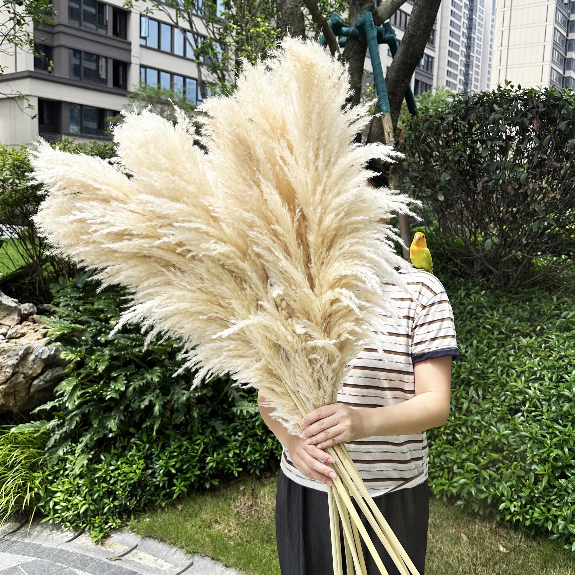 Zephynar beige color detail on plumes benefit: warm neutral tone for decor