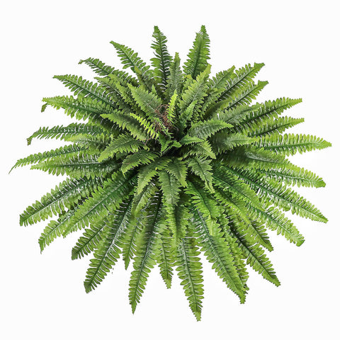 zooFernzoom front view 51in fern showing full lush profile and instant green decor