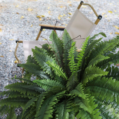 zooFernzoom stem base and potting detail demonstrating sturdy construction and easy setup